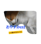 犬(パピヨン)スタンプ（個別スタンプ：3）