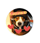 犬(パピヨン)スタンプ（個別スタンプ：5）