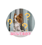 犬(パピヨン)スタンプ（個別スタンプ：6）