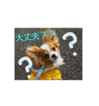犬(パピヨン)スタンプ（個別スタンプ：9）