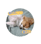犬(パピヨン)スタンプ（個別スタンプ：11）