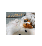 犬(パピヨン)スタンプ（個別スタンプ：13）