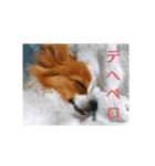 犬(パピヨン)スタンプ（個別スタンプ：14）