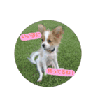 犬(パピヨン)スタンプ（個別スタンプ：15）