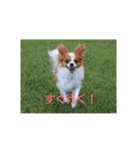 犬(パピヨン)スタンプ（個別スタンプ：16）