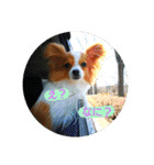 犬(パピヨン)スタンプ（個別スタンプ：18）