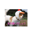 犬(パピヨン)スタンプ（個別スタンプ：19）