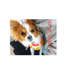 犬(パピヨン)スタンプ（個別スタンプ：20）