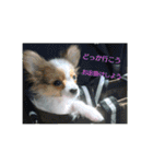 犬(パピヨン)スタンプ（個別スタンプ：21）