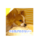 犬(パピヨン)スタンプ（個別スタンプ：22）