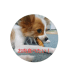 犬(パピヨン)スタンプ（個別スタンプ：23）