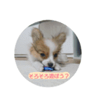 犬(パピヨン)スタンプ（個別スタンプ：24）