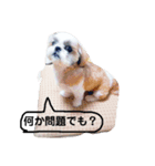 シーズーの道草（個別スタンプ：6）