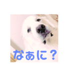 くーちゃん。（個別スタンプ：1）