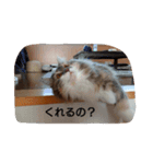 ソラとノア（個別スタンプ：16）