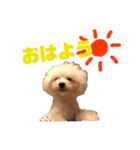 トイプードルのCoochan日常スタンプ（個別スタンプ：1）