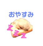 トイプードルのCoochan日常スタンプ（個別スタンプ：2）