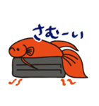 赤いベタの日常会話スタンプ（個別スタンプ：36）