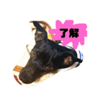 ミニピンさんくん（個別スタンプ：3）