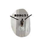 ミニピンさんくん（個別スタンプ：20）