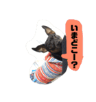 ミニピンさんくん（個別スタンプ：24）