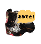 ミニピンさんくん（個別スタンプ：34）