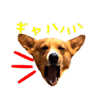 コーギーのつくねスタンプ（個別スタンプ：1）