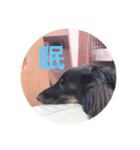 ルーク日和（個別スタンプ：4）