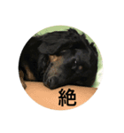 ルーク日和（個別スタンプ：7）
