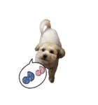 ウチのジョー君（個別スタンプ：2）
