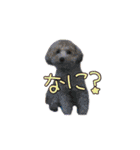 ウチのジョー君（個別スタンプ：9）