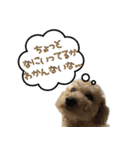 ウチのジョー君（個別スタンプ：10）