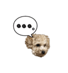 ウチのジョー君（個別スタンプ：11）