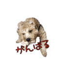 ウチのジョー君（個別スタンプ：17）