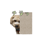 ウチのジョー君（個別スタンプ：29）