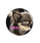 シェリの日常（個別スタンプ：2）
