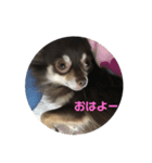 シェリの日常（個別スタンプ：6）
