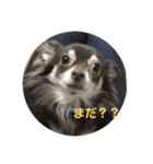 シェリの日常（個別スタンプ：7）