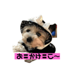 ヨーキーof kee（個別スタンプ：2）