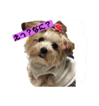 ヨーキーof kee（個別スタンプ：4）