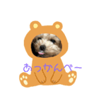 ヨーキーof kee（個別スタンプ：6）
