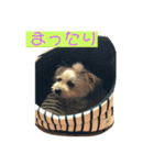 ヨーキーof kee（個別スタンプ：8）