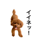トイプーアンディ（個別スタンプ：14）