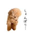 トイプーアンディ（個別スタンプ：17）