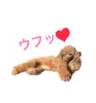 トイプーアンディ（個別スタンプ：22）