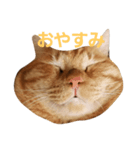 チャッピーの日常(2019)（個別スタンプ：1）