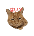 チャッピーの日常(2019)（個別スタンプ：3）