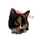 三毛猫 みいこ（個別スタンプ：1）