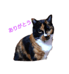 三毛猫 みいこ（個別スタンプ：2）