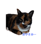 三毛猫 みいこ（個別スタンプ：3）